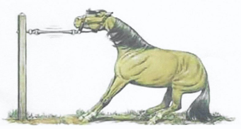 Dadart-Caballo.jpg